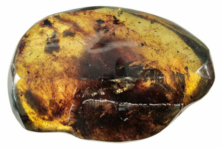 Polished Chiapas Amber ( g) - Mexico #253881